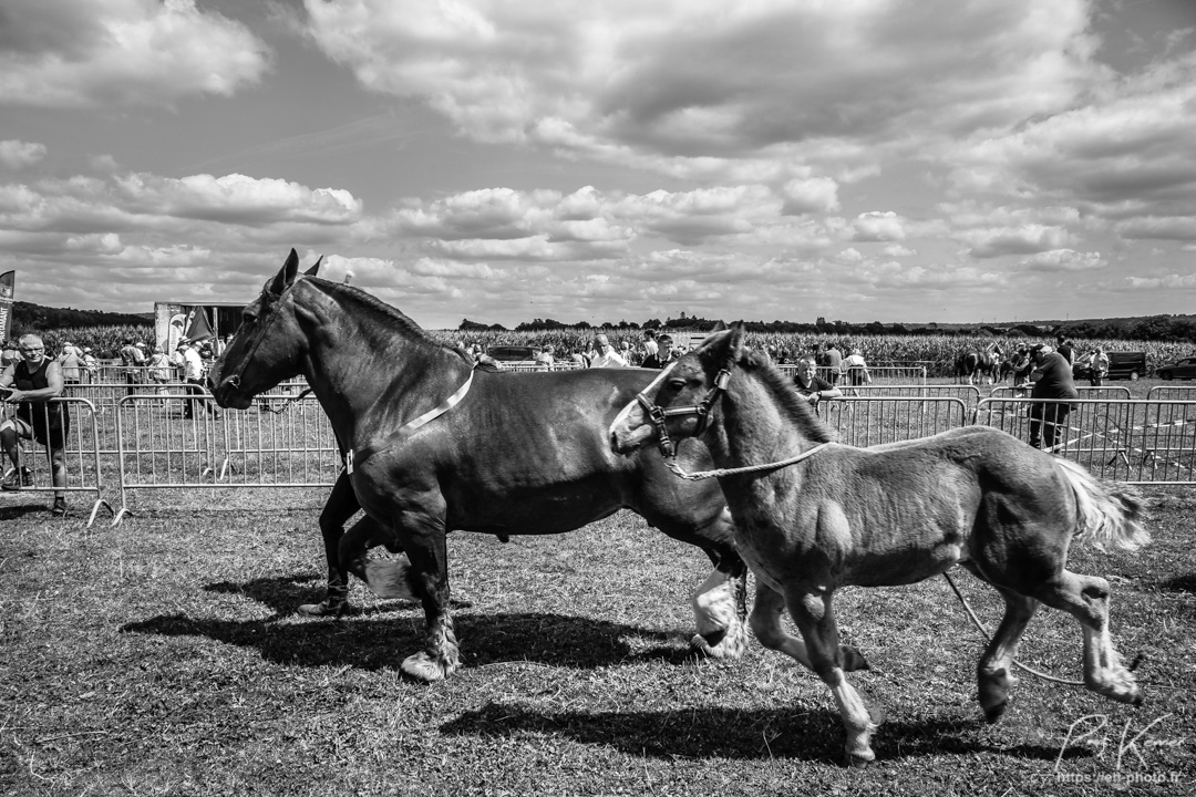 concours départemental, modèle et allures, Cheval Breton - à Trégourez, pour le sud Finistère